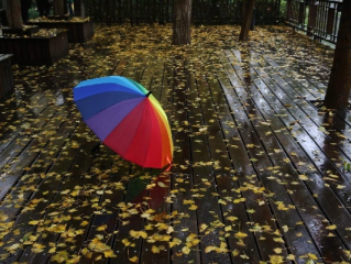 全天腾讯分分彩-雨落梧桐，上海的秋意渐深
