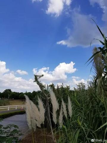 云鼎娱乐-崇明天气,一页翻过四季的乡土诗 云鼎娱乐-崇明天气,一页翻过四季的乡土诗