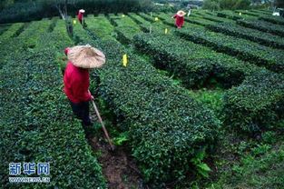 安溪县天气预报,品茶时节,天意如何? 安溪县天气预报,品茶时节,天意如何?