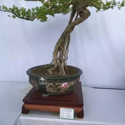 彩云天气,一朵云的馈赠,让天空不再是秘密 彩云天气,一朵云的馈赠,让天空不再是秘密