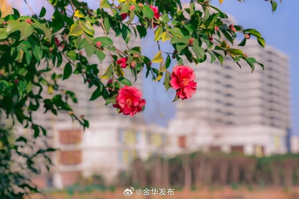 浙江金华天气，四季流转中的江南韵致